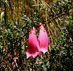 Tecomanthe volubilis