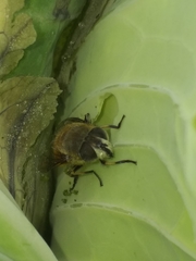Eristalis bogotensis