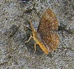 Calephelis aymaran