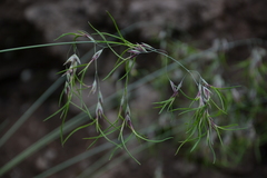 Poa malacantha