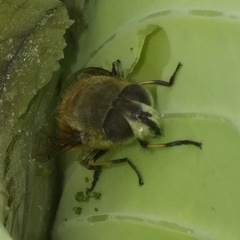 Eristalis bogotensis