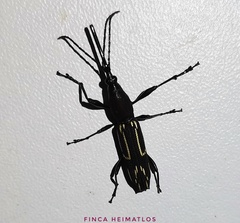 Nemorhinus myrmecophaga