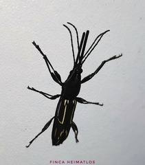 Nemorhinus myrmecophaga