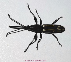 Nemorhinus myrmecophaga