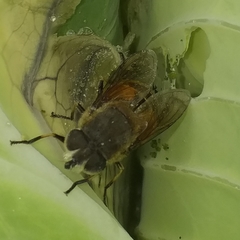 Eristalis bogotensis
