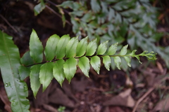 Asplenium nitens