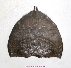 Gamelia rubriluna