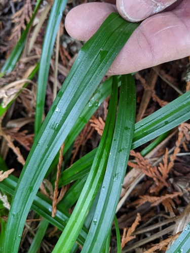 Image of Carex hendersonii by (c) John A Haskins, some rights reserved (CC BY)