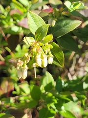 Vaccinium fuscatum image