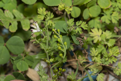 Image of Fumaria judaica by (c) Eleftherios Katsillis, some rights reserved (CC BY)