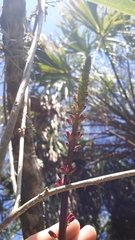 Erythrina herbacea image
