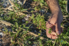 Fumaria judaica judaica