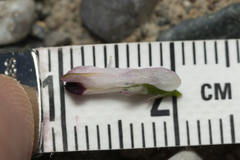 Fumaria judaica judaica