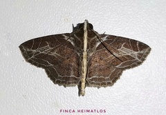 Dolichosomastis leucogrammica