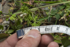 Fumaria judaica judaica