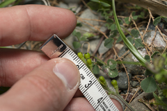 Fumaria judaica judaica