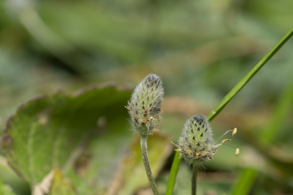 Plantago lagopus (Plantago lagopus)