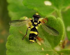 Xanthogramma marginale