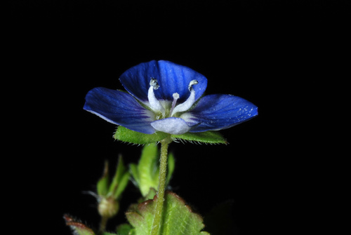 Veronica persica