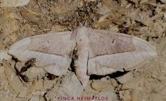 Procinnus