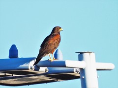 Parabuteo unicinctus