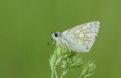 Muschampia tessellum nomas