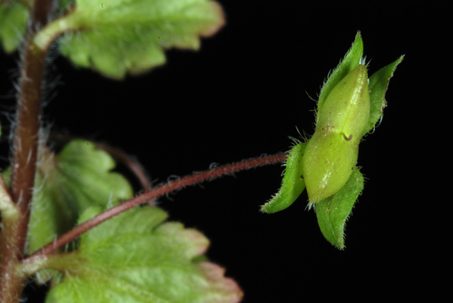 Veronica persica