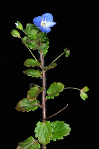 Veronica persica