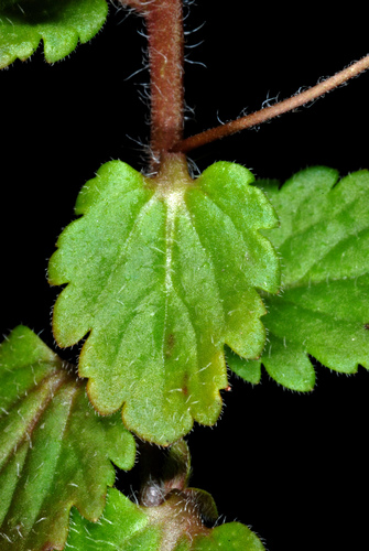 Veronica persica