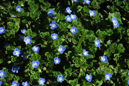 Veronica persica