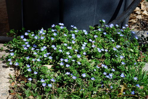 Veronica persica