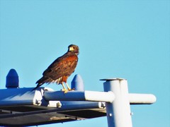 Parabuteo unicinctus