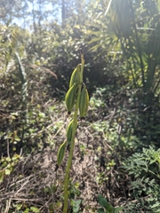 Eulophia graminea