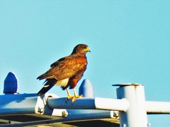 Parabuteo unicinctus