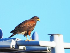 Parabuteo unicinctus