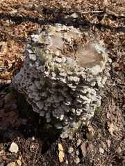 Fungi