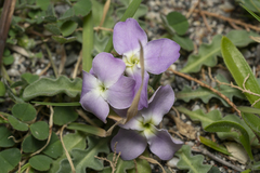 Matthiola longipetala pumilio
