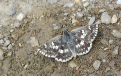 Muschampia poggei