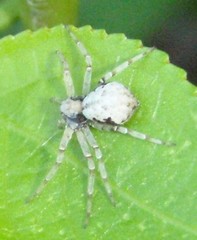 Philodromus marxi