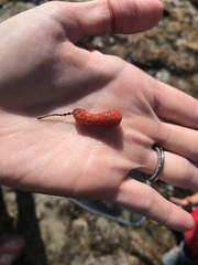 Lissothuria nutriens