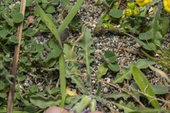 Matthiola longipetala pumilio