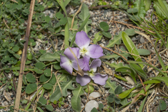 Matthiola longipetala pumilio