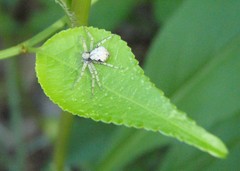 Philodromus marxi