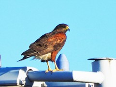 Parabuteo unicinctus