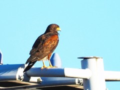 Parabuteo unicinctus