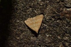 Herminia arenosa
