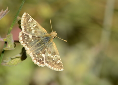 Muschampia proteides