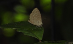 Miletus boisduvali