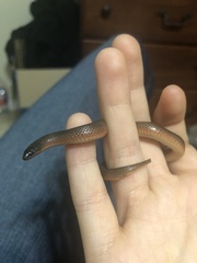 Haldea striatula