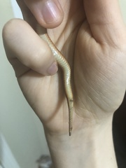 Haldea striatula